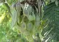Acacia dealbata - fruit