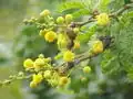 Vachellia karroo