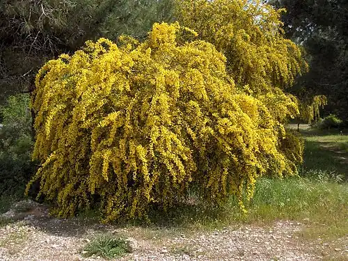 Orange wattle Acacia saligna