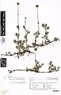 Herbarium specimen