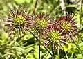 Spines of Acaena novae-zelandiae