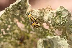 A striped cucumber beetle on a damaged crop