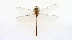 Female