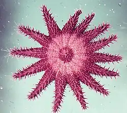 Lab hybrid of A. planci and A. brevispinus[9]