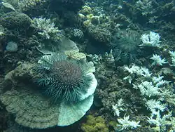 Image 15Crown-of-thorns starfish and eaten coral off the coast of Cooktown, Queensland (from Environmental threats to the Great Barrier Reef)