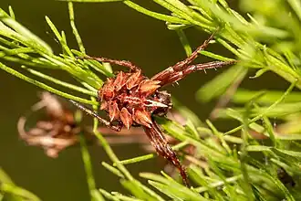 A. venusta