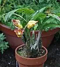 whole plant