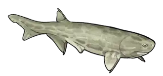Acanthodes lopatini