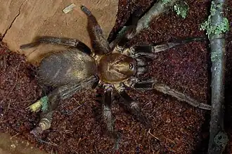 captive Acanthognatus francki