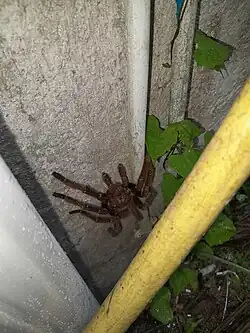 Acanthoscurria antillensis