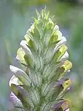 Opening inflorescence