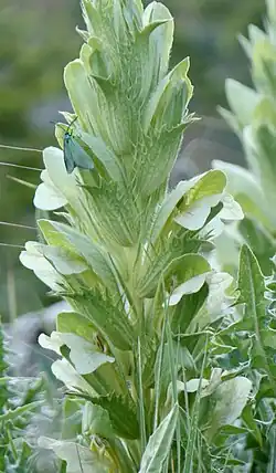 A tall leafy plant with small white buds