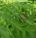 Plant bug at the site
