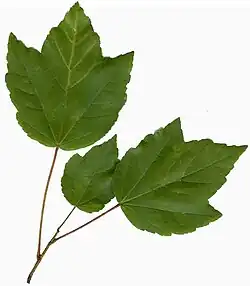Leaves on a branchlet from a specimen in northern Florida