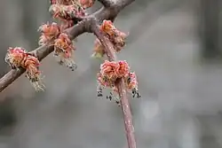 Acer rubrum, flowers, Quebec, Canada