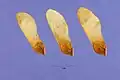 Fruits (samaras) with measurement for scale