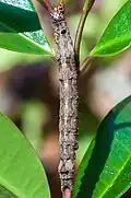 caterpillar
