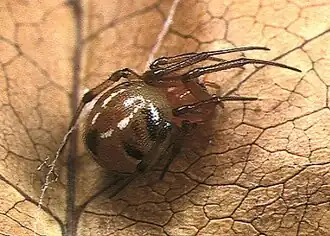 P. japonica