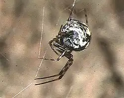 P. ryukyu