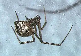 P. tepidariorum