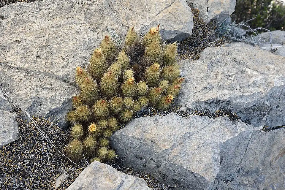 Plant growing in habitat