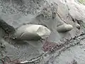 The projections are concretions and are all in the same horizontal layer. Sometimes they snap off. More often, the softer stone erodes away, leaving them resting on the surface a few metres lower.