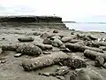 The rocks between the point and St Heliers Bay. The concretions are scattered and looking like fossilised logs, long after the supporting sandstone has been eroded away by waves.