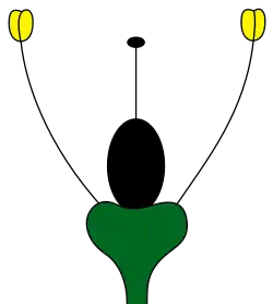Achlamydeous floral meristem without a corolla or calyx