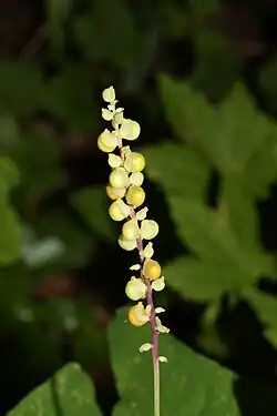 Mature flowers