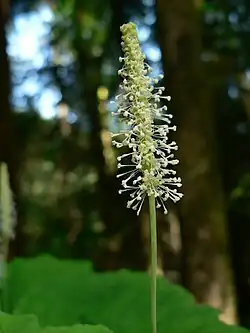 Immature flower spike