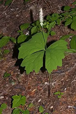 The paired stalks