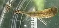Larva