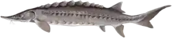The sturgeon Acipenser oxyrhynchus has a cartilaginous endoskeleton
