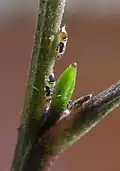 Nymphs; note sugars being excreted