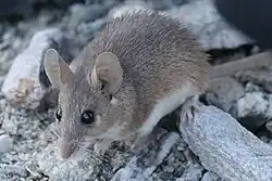 Brown and white mouse
