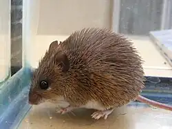 Brown mouse