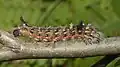 Larva