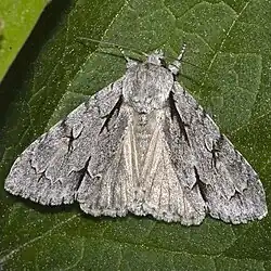 Grey dagger, Acronicta psi