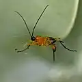 Acrotaphus tibialis female