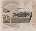 A scientific engraving shows three figures: a shell-like fossil, a ribcage diagram, and a detailed fish fossil embedded in stone