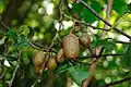 Actinidia rufa