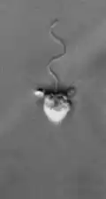 Actinomonas - heterotrophic flagellate with single flagellum and stiff arms