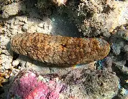 Actinopyga echinites.