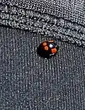 A. bipunctata var. quadrimaculata