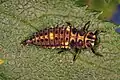 Larva