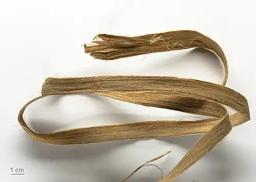 bark fibers - MHNT
