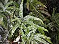 Rough Maidenhair Fern (Adiantum hispidulum)