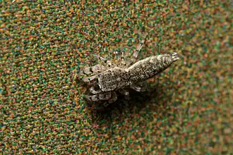 A. tibialis
