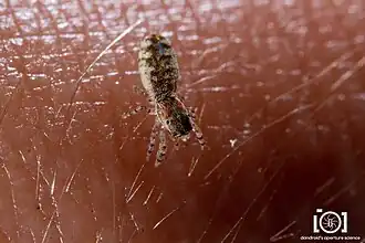 female on skin