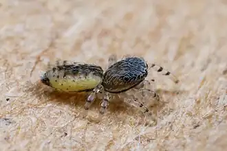 juvenile